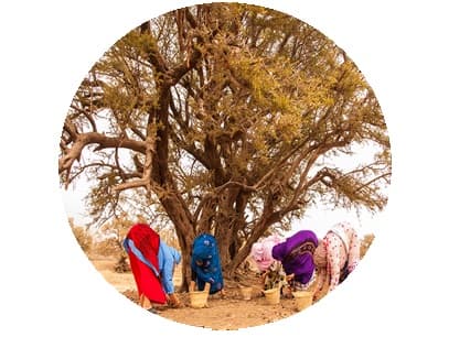 huile végétale d argan bio Melvita