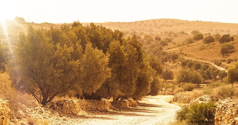 huile d argan bio Melvita