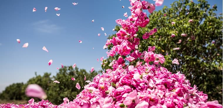 eau florale de rose bio Melvita