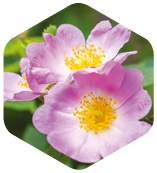 犬薔薇花瓣精華