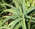 Melvita organic Aloe Vera