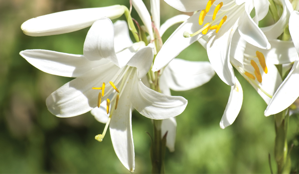White Star Lily Extract & Lily Oil