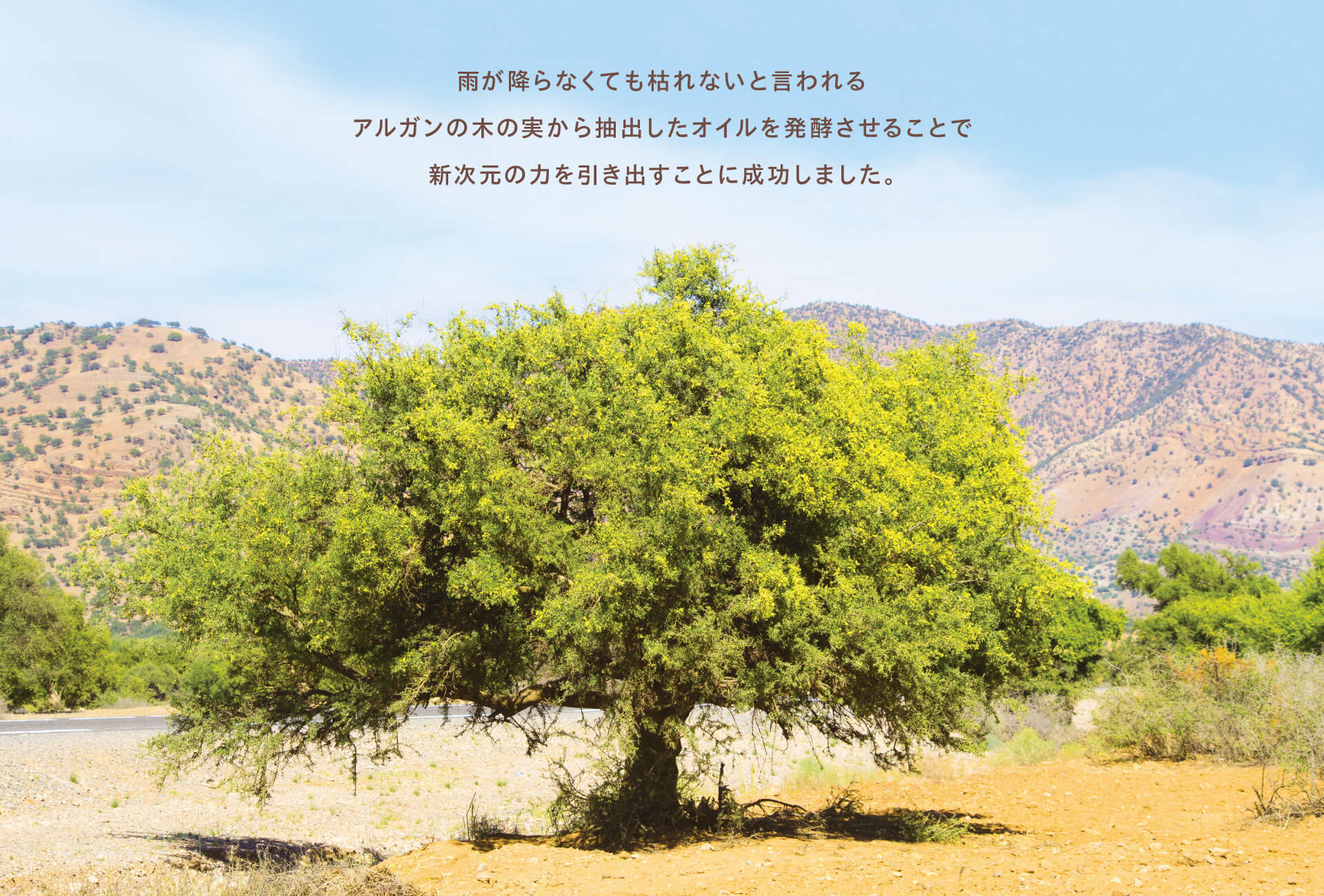 雨が降らなくても枯れないと言われるアルガンの木の実から抽出したオイルを発酵させることで新次元の力を引き出すことに成功しました。