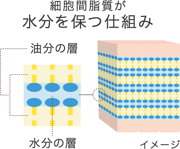 細胞間脂質が水分を保つ仕組み