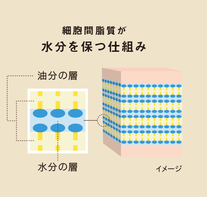 細胞間脂肪が水分を保つ仕組み